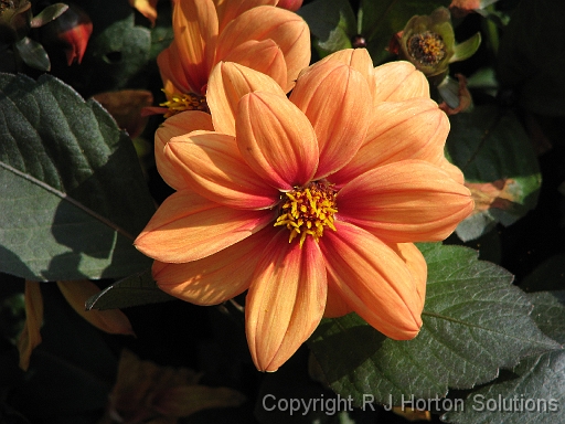 Dahlia D Orange